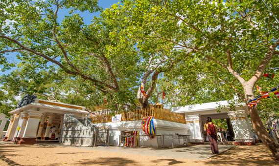 聖菩提樹Sri Maha Bodhi
